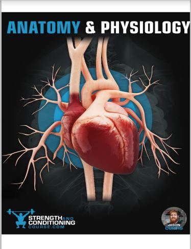 Book cover: Anatomy  physiology: a simplified guide to the structures and systems of the human body.