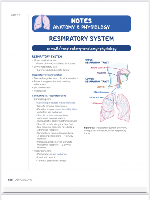 Book cover: Anatomy and physiology of the respiratory system